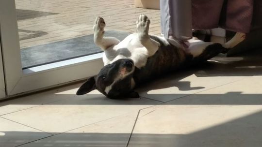 Hund liegt auf dem Rücken in der Sonne